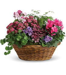 Simply Chic Mixed Plant Basket from Olander Florist, fresh flower delivery in Chicago